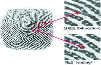 解密指纹鉴定，还原事实的不二选择！